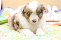 Abe RMM, a female Miniature Australian Shepherd for sale in Berryville, AR – Photo 1 of 6