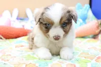 Abe RMM, a female Miniature Australian Shepherd for sale in Berryville, AR – Photo 6 of 6