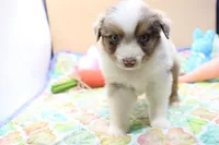 Abe RMM, a female Miniature Australian Shepherd for sale in Berryville, AR – Photo 5 of 6