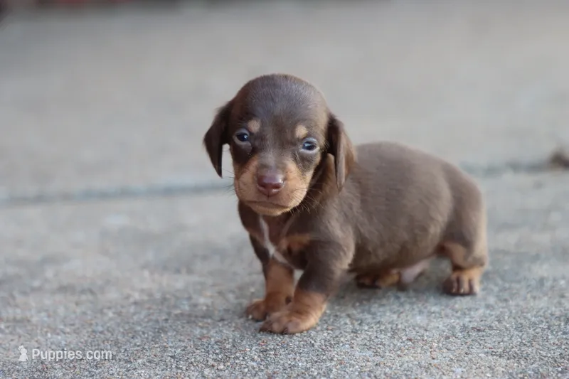 Sam short hair chocolate & tan – Miniature Dachshund puppy for sale in Berryville, AR