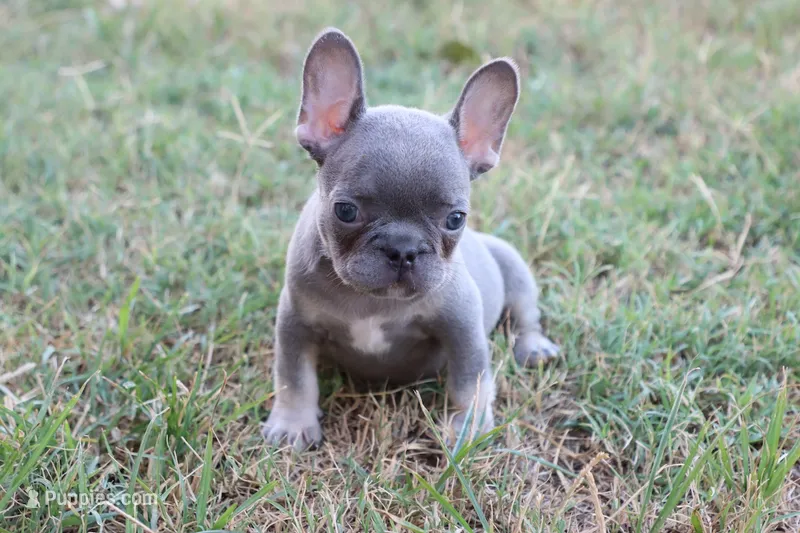 Lilac & tan female  – French Bulldog puppy for sale in Berryville, AR