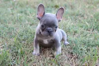 Lilac & tan female , a female French Bulldog for sale in Berryville, AR – 1 of 8