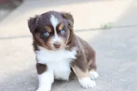 Sarah, a female Miniature Australian Shepherd for sale in Berryville, AR – 6 of 8