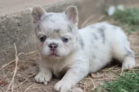 Stella, a female French Bulldog for sale in Berryville, AR – 3 of 7