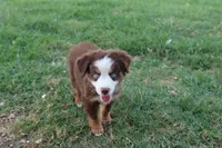 Clem red Tri , a male Miniature Australian Shepherd for sale in Berryville, AR – 8 of 8