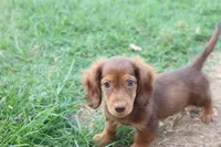 Sally long hair chocolate & tan , a female Miniature Dachshund for sale in Berryville, AR – 4 of 7