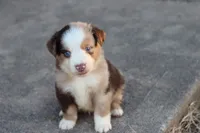 Clem red merle , a male Miniature Australian Shepherd for sale in Berryville, AR – 8 of 8