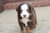Clem red Tri , a male Miniature Australian Shepherd for sale in Berryville, AR – 5 of 9