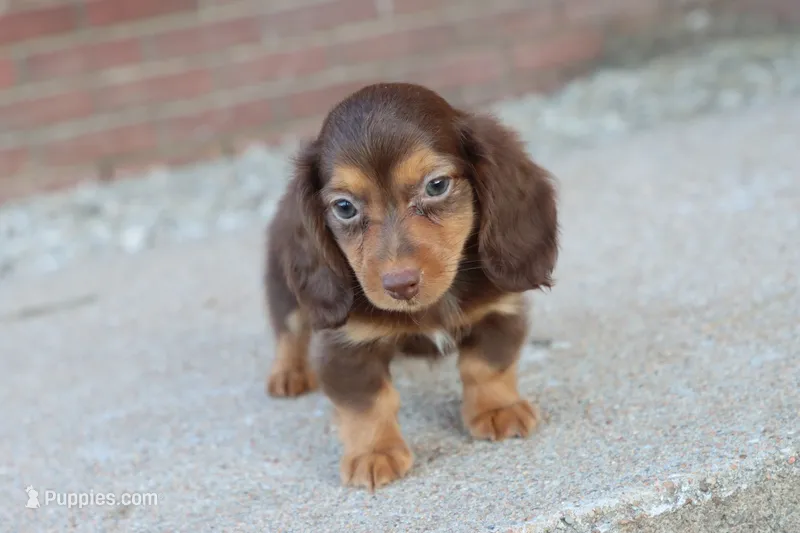 Sally long hair chocolate & tan  – Miniature Dachshund puppy for sale in Berryville, AR
