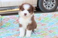 Wynona RTF, a female Miniature Australian Shepherd for sale in Berryville, AR – Photo 2 of 6