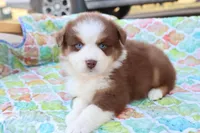 Wynona RTF, a female Miniature Australian Shepherd for sale in Berryville, AR – Photo 4 of 6