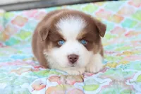 Wynona RTF, a female Miniature Australian Shepherd for sale in Berryville, AR – Photo 3 of 6