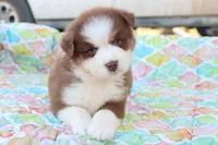Wynona RTF, a female Miniature Australian Shepherd for sale in Berryville, AR – Photo 1 of 6