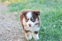 Summer red Tri , a female Miniature Australian Shepherd for sale in Berryville, AR – 5 of 9