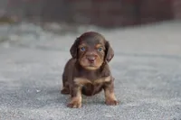 Sally long hair chocolate & tan , a female Miniature Dachshund for sale in Berryville, AR – 6 of 8