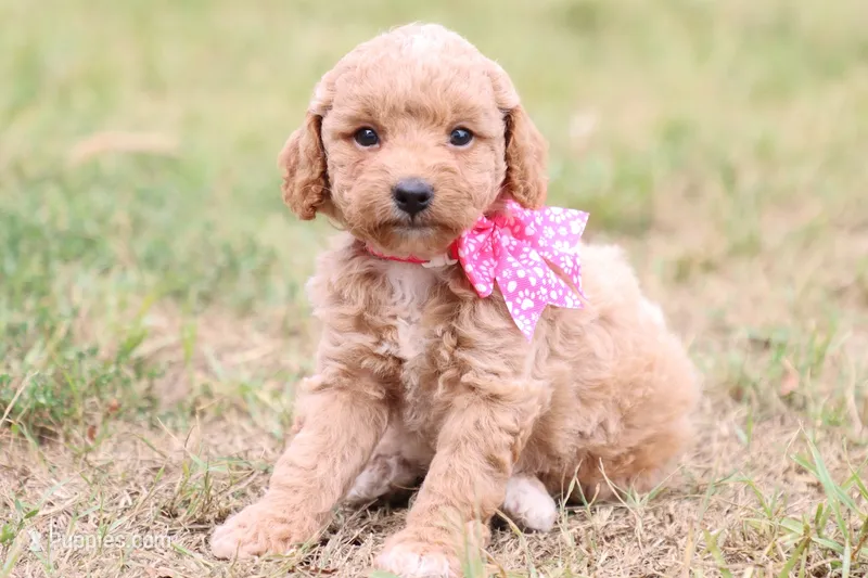 Gracie pink – Miniature Goldendoodle puppy for sale in Berryville, AR