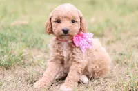 Gracie pink, a female Miniature Goldendoodle for sale in Berryville, AR – 1 of 9