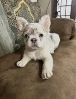 Stella, a female French Bulldog for sale in Berryville, AR – 4 of 5