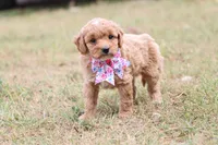 Gracie , a female Miniature Goldendoodle for sale in Berryville, AR – 8 of 9