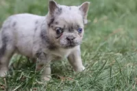 Stacy, a female French Bulldog for sale in Berryville, AR – 4 of 8