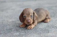 Sally short hair chocolate & tan, a female Miniature Dachshund for sale in Berryville, AR – 3 of 7