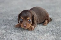 Sam long hair chocolate & tan, a male Miniature Dachshund for sale in Berryville, AR – 4 of 7