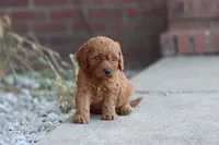 David, a male Cavapoo for sale in Berryville, AR – 3 of 7