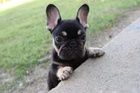 Debrah black & tan , a female French Bulldog for sale in Berryville, AR – 2 of 10