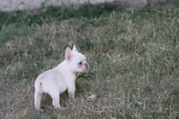 Whitey , a female French Bulldog for sale in Berryville, AR – 4 of 6