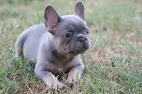 Lilac & tan male b, a male French Bulldog for sale in Berryville, AR – 5 of 9