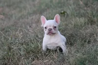 Whitey , a female French Bulldog for sale in Berryville, AR – 2 of 6