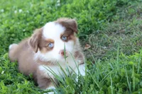 Sugar , a female Miniature Australian Shepherd for sale in Berryville, AR – 6 of 7