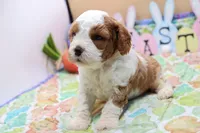 Roy 1, a male Cavapoo for sale in Berryville, AR – Photo 3 of 5