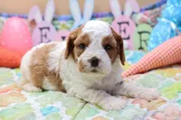 Roy 1, a male Cavapoo for sale in Berryville, AR – Photo 1 of 5