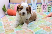 Roy 1, a male Cavapoo for sale in Berryville, AR – Photo 5 of 5