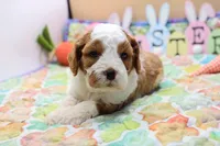Roy 1, a male Cavapoo for sale in Berryville, AR – Photo 4 of 5