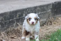 Clementine red merle, a female Miniature Australian Shepherd for sale in Berryville, AR – 3 of 8