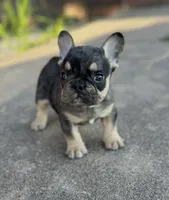 Debbie blue merle & tan, a female French Bulldog for sale in Berryville, AR – 4 of 7