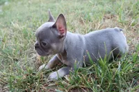 Lilac & tan female , a female French Bulldog for sale in Berryville, AR – 8 of 8