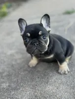Debrah black & tan , a female French Bulldog for sale in Berryville, AR – 5 of 9