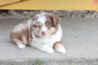 Red merle Cleo , a female Miniature Australian Shepherd for sale in Berryville, AR – 9 of 10