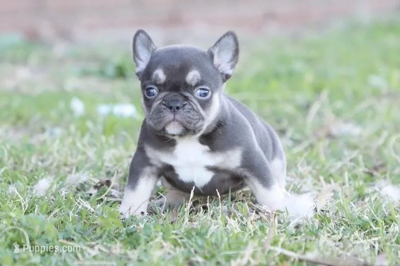 Nancy cocoa & tan – French Bulldog puppy for sale in Berryville, AR