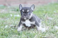 Nancy cocoa & tan, a female French Bulldog for sale in Berryville, AR – Photo 1 of 6