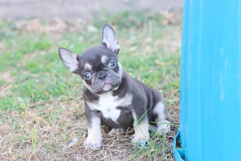 Nancy cocoa & tan – French Bulldog puppy for sale in Berryville, AR