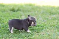 Nancy cocoa & tan, a female French Bulldog for sale in Berryville, AR – Photo 5 of 6