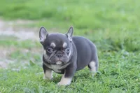 Nancy cocoa & tan, a female French Bulldog for sale in Berryville, AR – Photo 4 of 6