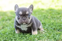 Nancy cocoa & tan, a female French Bulldog for sale in Berryville, AR – Photo 3 of 6