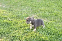 Nancy cocoa & tan, a female French Bulldog for sale in Berryville, AR – Photo 6 of 6