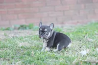 Nancy cocoa & tan, a female French Bulldog for sale in Berryville, AR – Photo 2 of 6