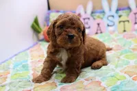Roy 3, a male Cavapoo for sale in Berryville, AR – Photo 4 of 6